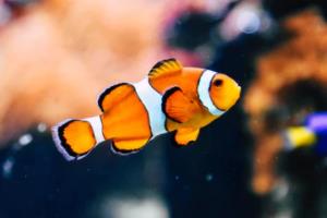 装修正确顺序步骤表